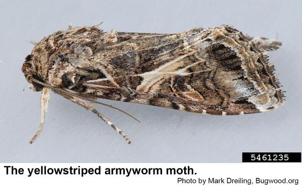  yellowstriped armyworm moth